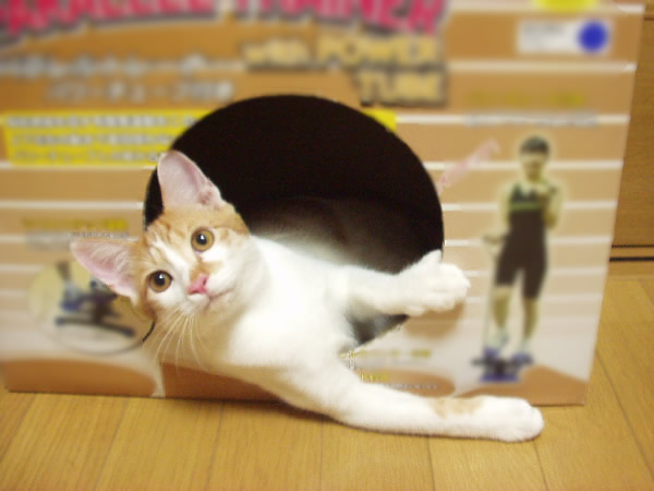 クリックすると、おっきめ画像を表示しまっす